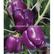 ASP091 Maojin purple skin f1 hybrid sweet pepper seeds from guangzhou